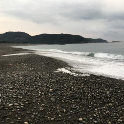 コバンアジ3匹、ムロアジ1匹