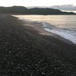 シマアジ、アイゴ、コバンアジ等