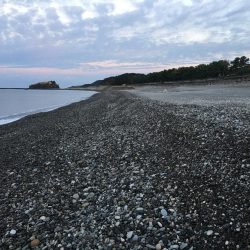 サンノジ2匹、ボラ2匹ほか