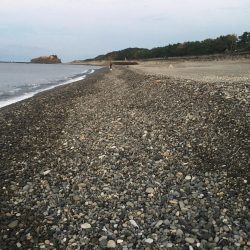 サンノジハゲ、ボラ2匹