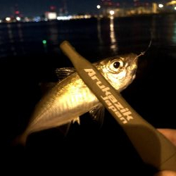 早朝アジングin大阪舞洲15（20201002）