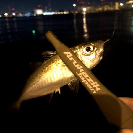 早朝アジングin大阪舞洲15（202010…