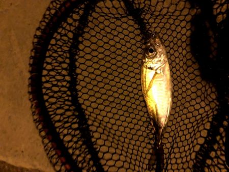 早朝アジングin大阪舞洲16（202010…