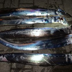 コスモ、タチウオ、上向きかな