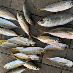 タチウオいない