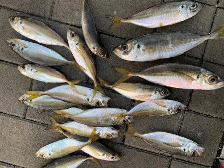 タチウオいない