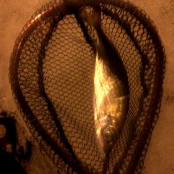 早朝アジングin大阪17舞洲(20201007)