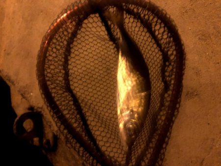 早朝アジングin大阪17舞洲(20201007)