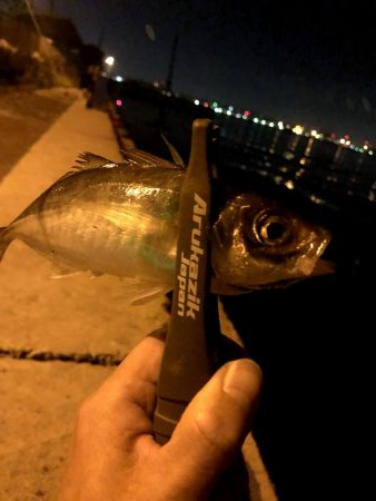 早朝アジングin大阪舞洲20（202010…