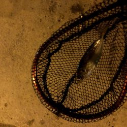 早朝アジングin大阪舞洲21（20201016）