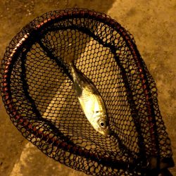 寒雨(かんう)で状況一変渋いアジング