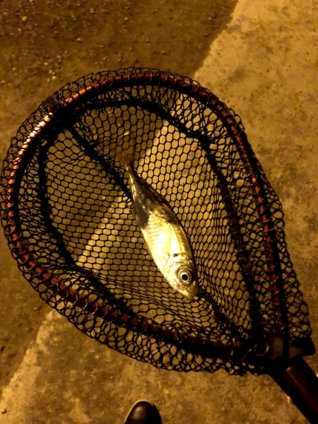 寒雨（かんう）で状況一変渋いアジング