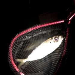 潮がわるい大阪舞洲で今日も苦戦中