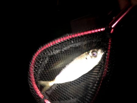 潮がわるい大阪舞洲で今日も苦戦中