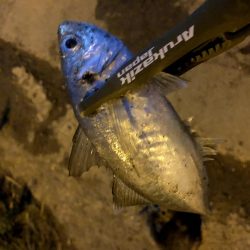 豆アジの活性少し戻るが超ショートバイトが続く