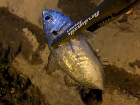 豆アジの活性少し戻るが超ショートバイトが続…