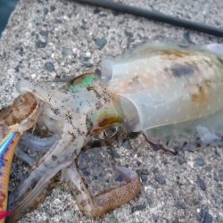 いろんなアタリ