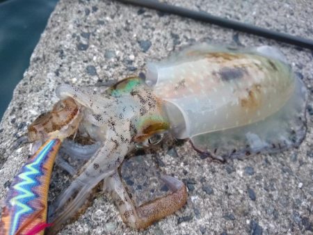 いろんなアタリ