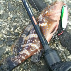 【門司港】キジハタ２連発