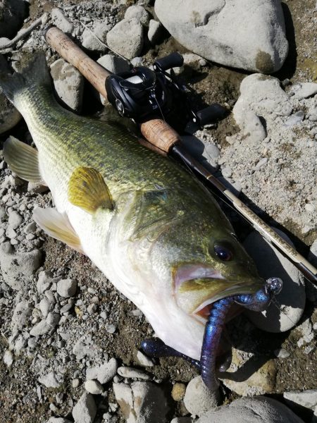 探し求めた一本