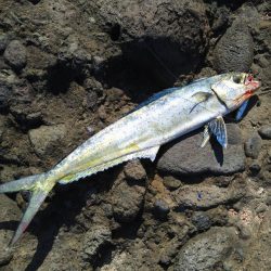 ペンペンとアオリん