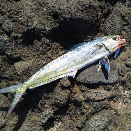 ペンペンとアオリん