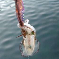 マヅメにエギング