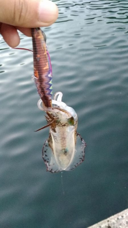 マヅメにエギング