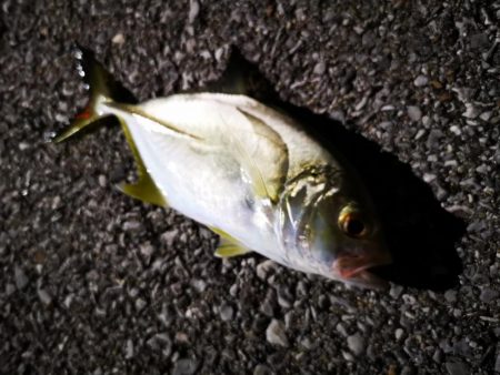 常備灯の港でナイター