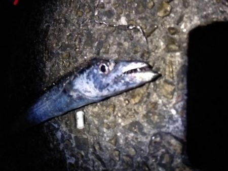 ウキタチで少ないアタリを拾う