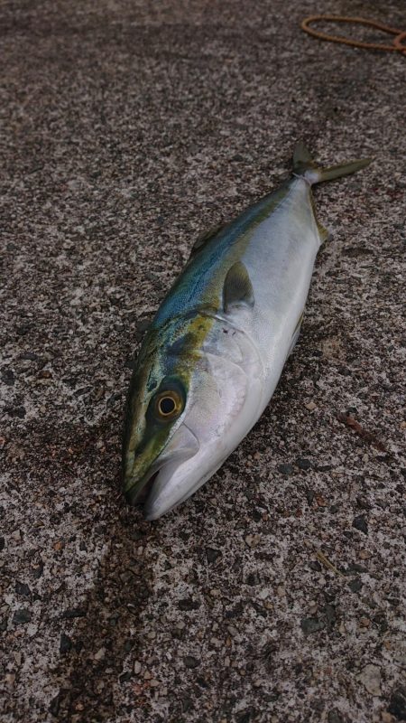 41cmなのでギリハマチということで