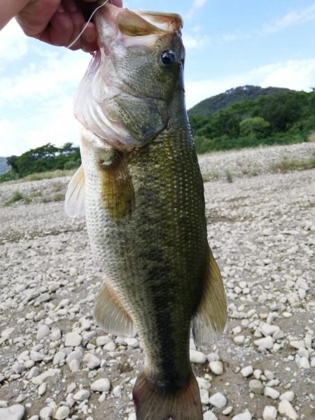 ギルフラット一択