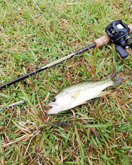 ヘビキャロ練習