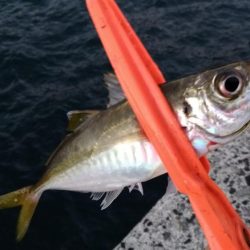 アジの時合は一瞬