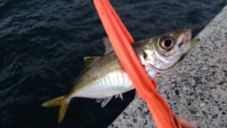 アジの時合は一瞬