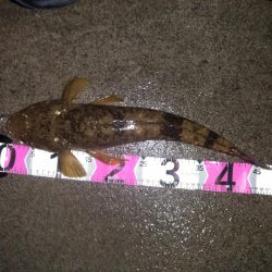 青物御三家コンプリート！