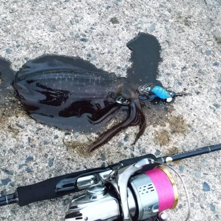 秋イカ調査　順調に育ってます