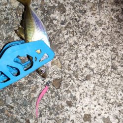 台風後のアジング調査