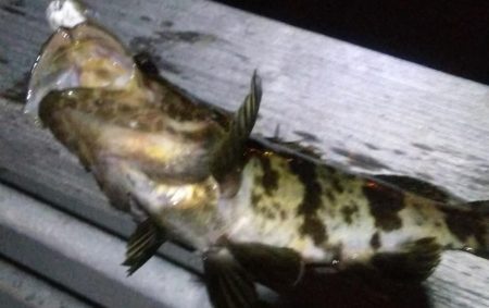 ガシラ15 タケノコ1 アジ2 サバ2 キ…