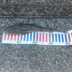 マゴチ＆エギング