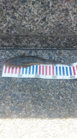 マゴチ＆エギング