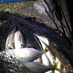 　良型アジ入れ喰い