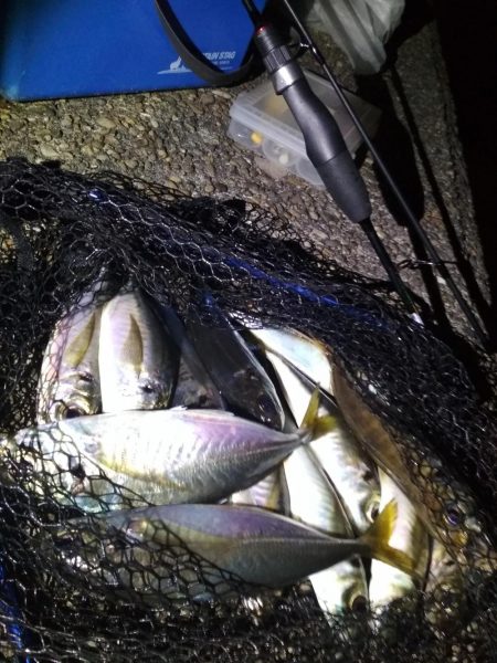 　良型アジ入れ喰い