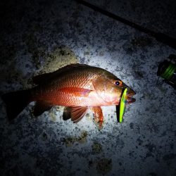 今朝もマングローブジャック