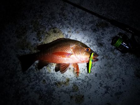 今朝もマングローブジャック