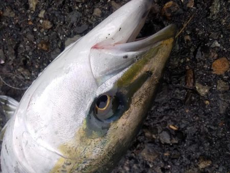 祝　初めじろん