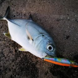 メッキ三種盛り