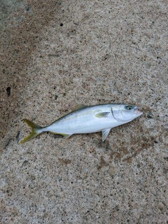 ショアジギ釣果