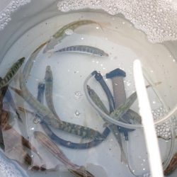 サビキのみの釣果となりました