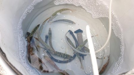 サビキのみの釣果となりました